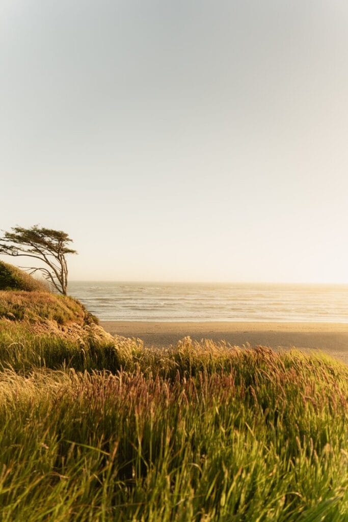 Grassy cliff overlooking a calm ocean at sunset